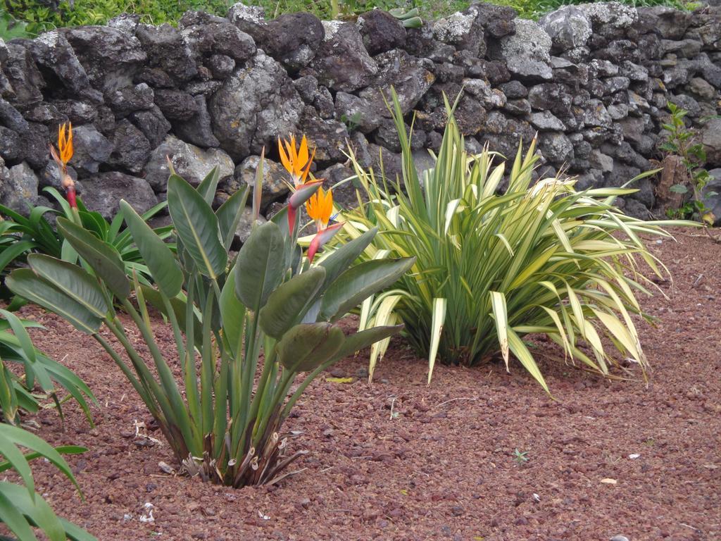 Casa Da Vigia Apartment Calheta de Nesquim Bagian luar foto
